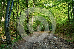 Trail offroad through the forest