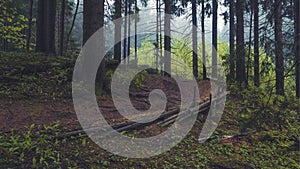 Trail in the old beautiful spruce forest on a summer