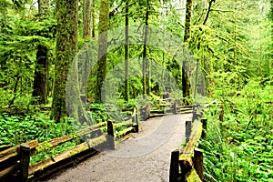 Trail through old growth forest, Vancouver Island, BC