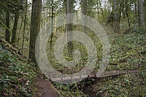 Trail through old growth rainforest, Oregon