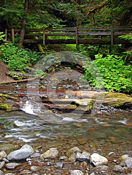 Trail, Olympic National Park