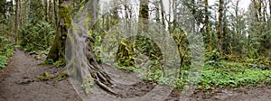 Trail Through Oregon Temperate Rainforest