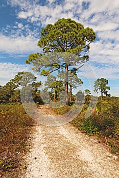 Trail at Oscar Scherer State Park, Florida