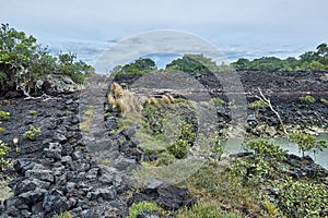 Trail over solidified lava on the in Rangitoto New Zealand