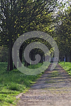 Trail in a park