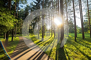 A trail in the park. A forest with trees and green leaves. Beautiful nature in summer.