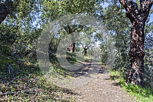 Trail pass along Cork Oaks forest at Cornalvo Natural Park, Spain