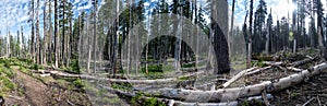 Trail Passing Debris Filled Forest Full of Downed Trees