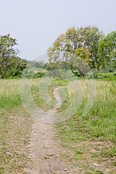 Trail passing through dense grasses