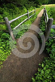 Trail or Pathway in Lush Green Forest