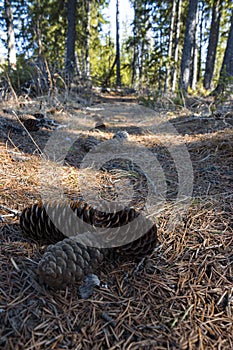 trail of pine cones and conifer needles