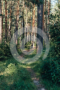 Trail in the pine forest