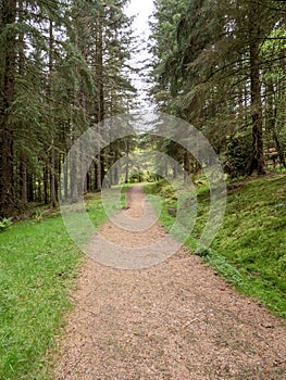 Trail through pine trees in the Argyll Forest Park, Scotland