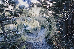 Trail through pines to a glowing reflectiong grass lined pond photo