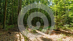 trail through primeval beech forest in summer