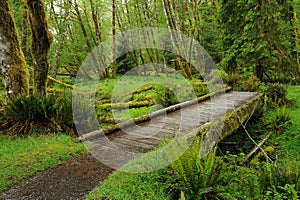 Trail in rain forest