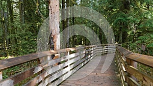 Trail in the Rain Forest during a vibrant sunny spring season day. Vancouver Island, BC, Canada