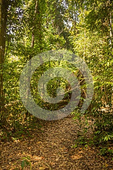 A trail through the rainforest in Gunung Leuser National Park, Bukit Lawang photo