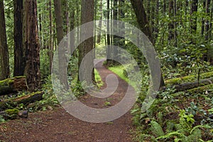 Trail receding through woodland