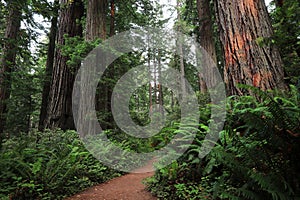Trail through redwood trees, Redwood National Park, California, USA