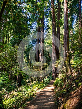 Trail Through Redwoods, Muir Woods, California