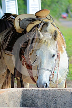 Trail Ride Horse awaiting a rider