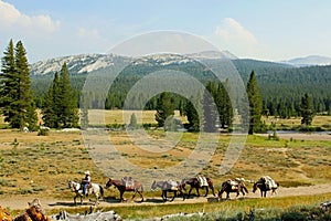 Trail riding, Tuolumne Meadows, Yosemite National Park