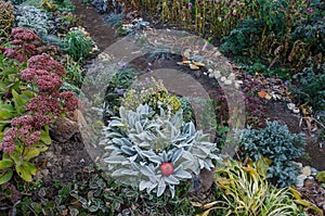 Trail road near flowers in autumn garden. Colourful autumn flowerbeds. Country fall garden backgrounds