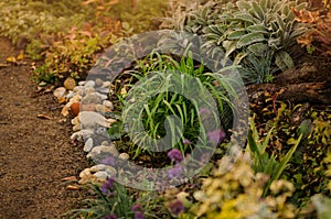 Trail road near flowers in autumn garden. Colourful autumn flowerbeds. Country fall garden backgrounds