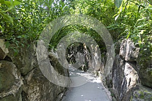 Trail and road through a tropical jungle with a stone wall in the middle of the jungle vegetation of the Xcaret park.