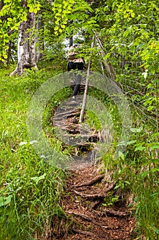 A trail with roots goes up in the forest