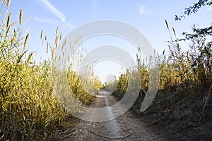 Trail in a Rural area