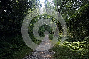 Trail in the shade with trees arching on it in a forest on a summer day in the italian countryside