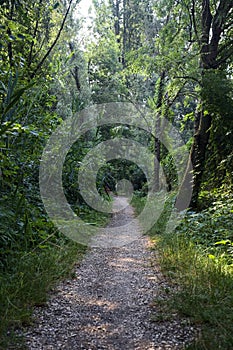 Trail in the shade with trees arching on it in a forest on a summer day in the italian countryside