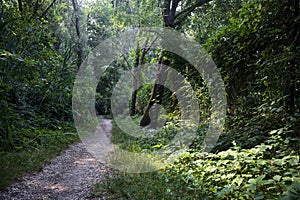 Trail in the shade with trees arching on it in a forest on a summer day in the italian countryside