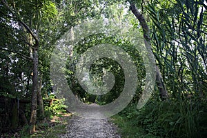 Trail in the shade with trees arching on it in a forest on a summer day in the italian countryside