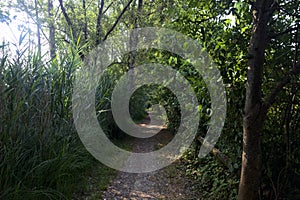 Trail in the shade with trees arching on it in a forest on a summer day in the italian countryside