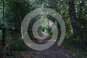 Trail in the shade with trees arching on it in a forest on a summer day in the italian countryside