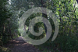 Trail in the shade with trees arching on it in a forest on a summer day in the italian countryside