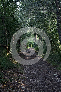 Trail in the shade with trees arching on it in a forest on a summer day in the italian countryside