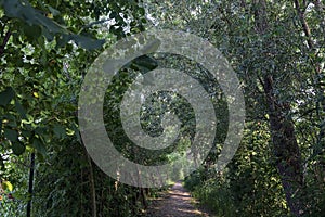 Trail in the shade with trees arching on it in a forest on a summer day in the italian countryside