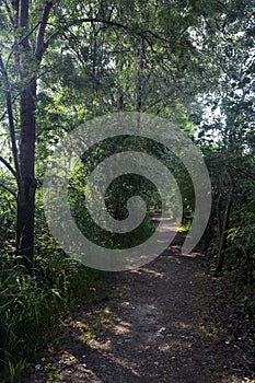 Trail in the shade with trees arching on it in a forest on a summer day in the italian countryside