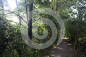 Trail in the shade with trees arching on it in a forest on a summer day in the italian countryside