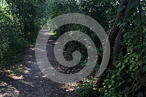 Trail in the shade with trees arching on it in a forest on a summer day in the italian countryside