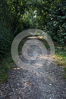 Trail in the shade with trees arching on it in a forest on a summer day in the italian countryside