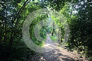 Trail in the shade with trees arching on it in a forest on a summer day in the italian countryside