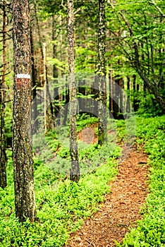 Trail sign in the forest