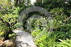 Trail in Singapore Botanic Gardens.