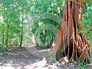 Trail in Sirena sector . Corcovado National park