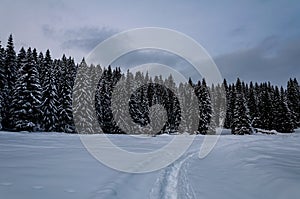 Trail on the snow photo